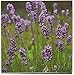 Lavender Paper Napkins for Wedding or Shower Party (6.5 x 6.5 In, 100 Pack)