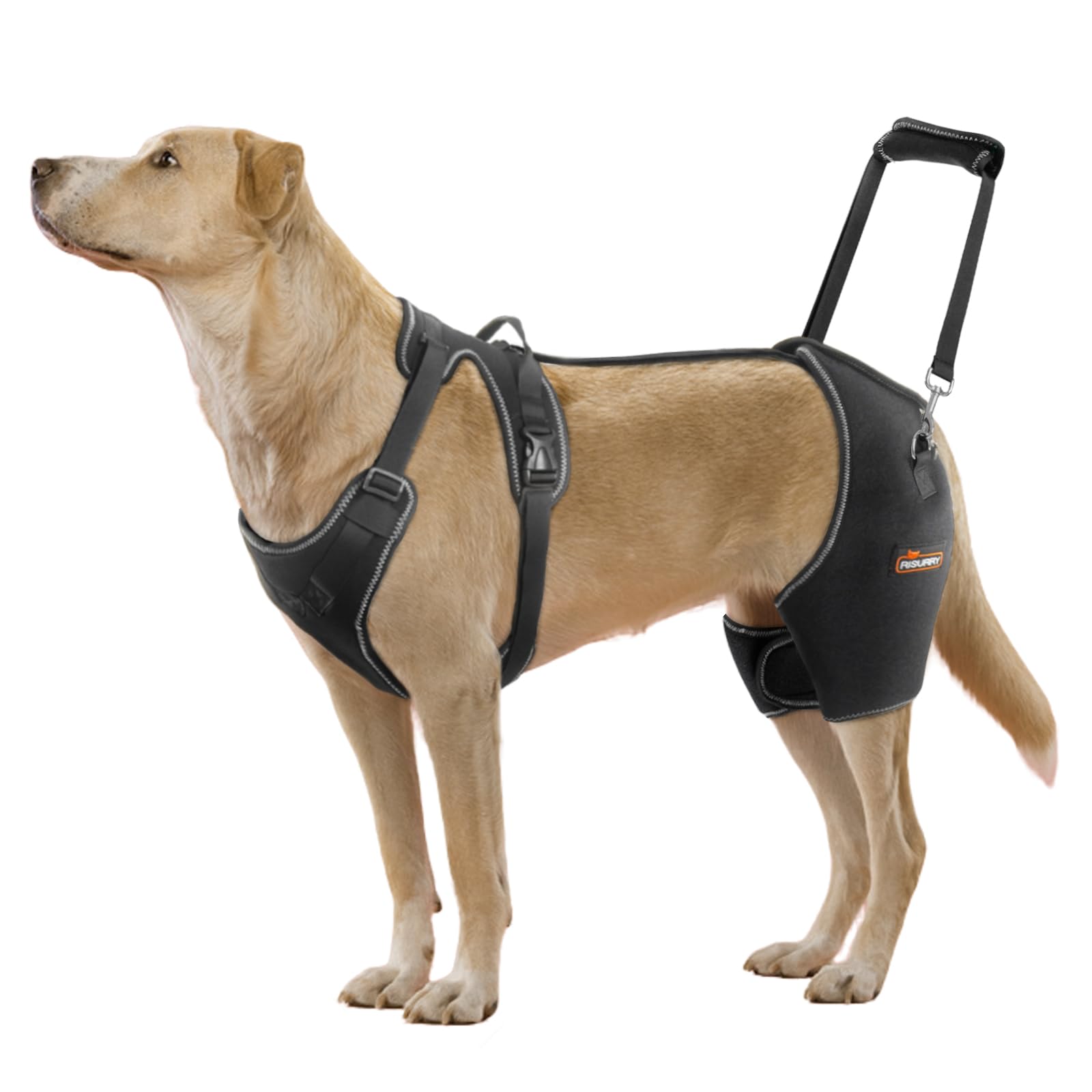 Photo 1 of CHAMIN Dog Hip Brace with Back Handheld Design, Support for Hip Dysplasia, Arthritis, Back Leg limping, Reduce Hip Pain & Accelerated Recovery After Surgery etc(Extra Large)