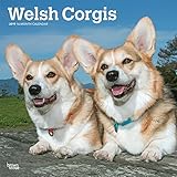 Welsh Corgis 2019 12 x 12 Inch Monthly Square Wall Calendar, Animals Dog Breeds (Multilingual Edition) by 