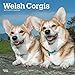 Welsh Corgis 2019 12 x 12 Inch Monthly Square Wall Calendar, Animals Dog Breeds (Multilingual Edition) by 