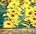 400 x MAXIMILIAN, PERENNIAL SUNFLOWER seeds OVER 8 FEET TALL ~ TALLER THAN MOMMOTH - Zones 1-10 - By MySeeds.Co