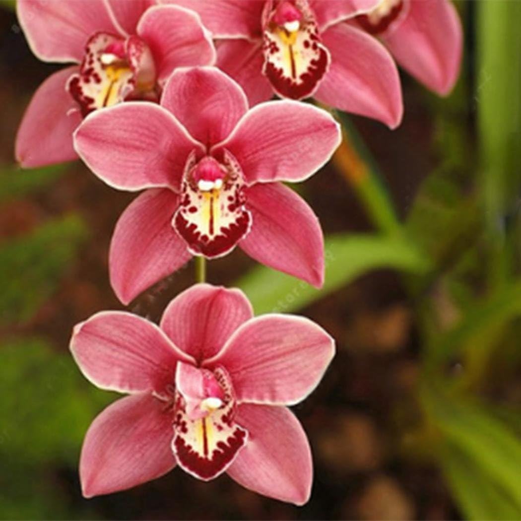 Feriay New Nice Adorable Flower Fragrant Seeds Fragrant Blooms Cymbidium Seeds Flowers