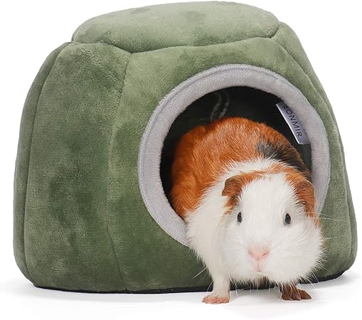 corgi and pomeranian