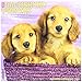 Dachshund Puppies 2017 Wall Calendar