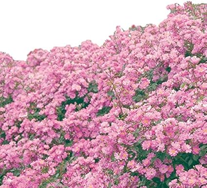 最高のコレクション 四季咲きラベンダー 四季咲きラベンダー