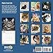 Maine Coon Cats 2018 16 Month Wall Calendar 12 x 12 inches Bright Day Calendars Publishing