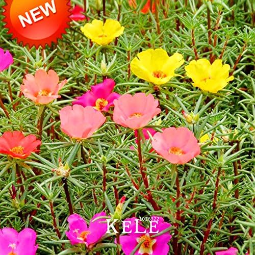 Vendita Calda 200 Semi Pack Seme Della Pianta Del Fiore Di Sun Mix Semi Di Fiori Balcone Giardino Pianta In Vaso Portulaca Grandiflora Fiore Rc4if1 Amazon It Giardino E Giardinaggio