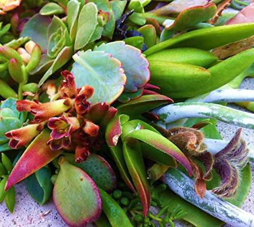 4 15+Assorted+Succulent+Cuttings+Terrariums