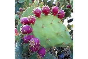 PALM BEACH MEDICINAL HERBS Prickly Pear Cactus Seeds (Opuntia stricta) Packet of 5 Seeds