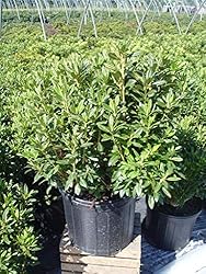 Rhododendron X 'Blue
