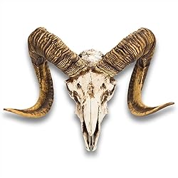 K EXCLUSIVE Bighorn Sheep Ram Skull Replica - Life