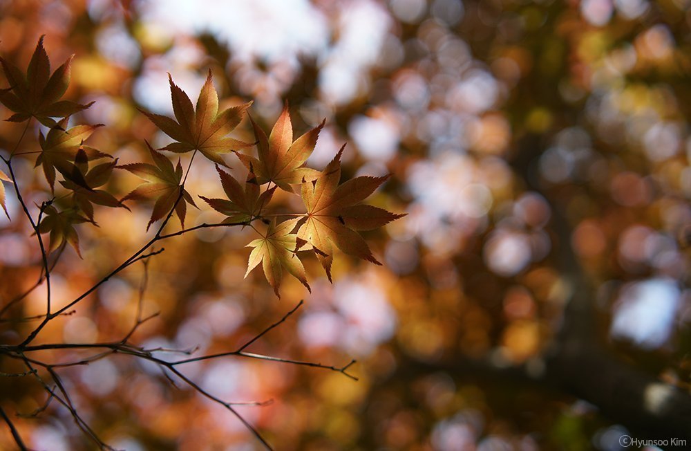 Samyang 50/1,4 Objektiv DSLR Autofokus Sony E Vollformat Fotoobjektiv Lichstärke F1.4, Porträtobjektiv NiftyFifty Objektiv schwarz 9