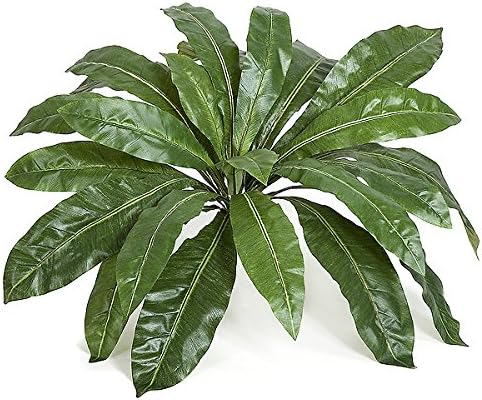 Autograph Foliages P-1805 33 in. Birds Nest Fern Cluster, Green