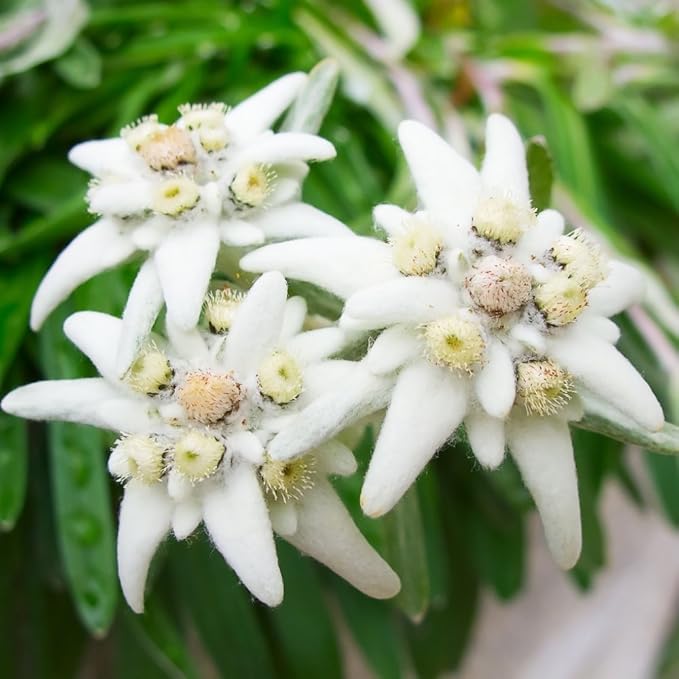 Edelweiss Seeds Leontopodium alpinum Amazon.co.uk Garden & Outdoors