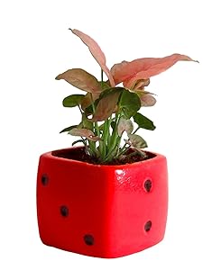 Rolling Nature Good Luck Air Purifying Pink Syngonium Plant in Red Dice Ceramic Pot