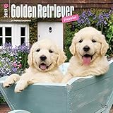 2017 Monthly Wall Calendar - Golden Retriever Puppies