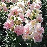 Kings Seeds - Antirrhinum Twinny Appleblossom - 50 Seeds