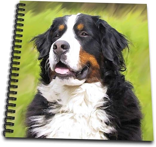 bernese mountain dog miniature