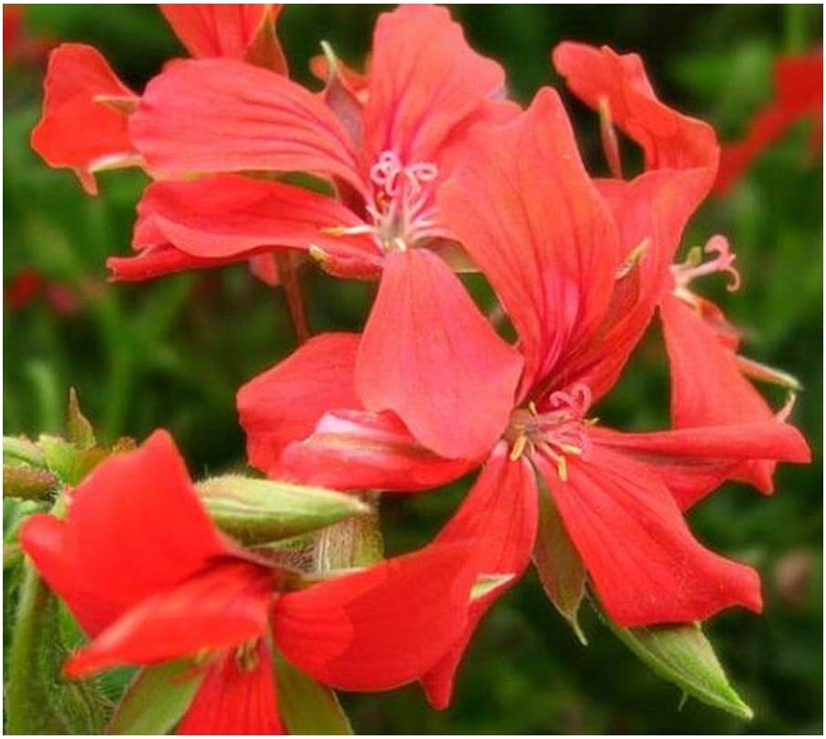 Pelargonium peltatum - Ivy-Leaf Geranium - Cascading Geranium red - 5 Seeds