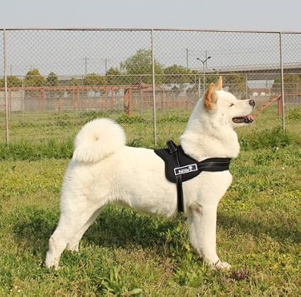 Gorden Panda Harnais Pour Golden Retrievergros Chien Empêche Votre Chien De Tirer