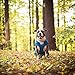 Kurgo Loft Dog Jacket - Reversible Cozy Coat for Outdoor Adventures - Water Resistant - Athletic Fit - Machine Washable Fabric - Reflective Dog Gear - Large - Coastal Blue