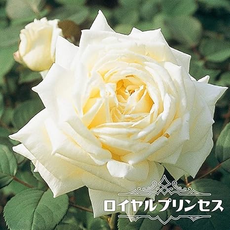 Amazon バラ苗 ロイヤルプリンセス Ht 国産苗 大苗 6号ポット 四季咲き 白色 強香 強健 京成バラ 花