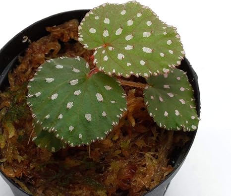 Amazon Begonia Ocellata ベゴニア オケラータ Pn 15 特徴的な丸葉にピンクスポットと刺が映える美麗種 観葉植物 オンライン通販 Amazon Begonia Ocellata ベゴニア オケラータ Pn 15 特徴的な丸葉にピンクスポットと刺が映える美麗種 観葉植物 オンライン通販