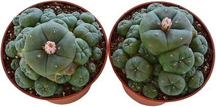 Lophophora Williamsii Caespitosa 8cm 2 Pflanzen Amazon De Garten