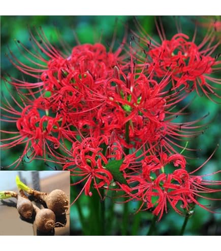 Amazon.com : Re-Blooming Pink Spider Lily (Lycoris Radiata