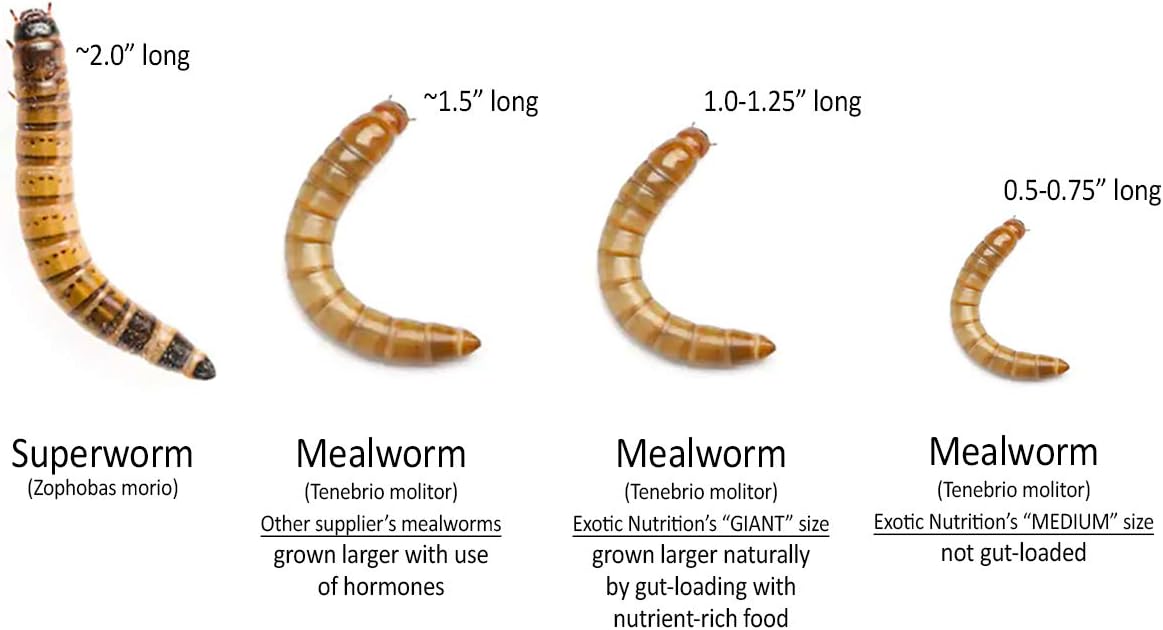can guinea pigs eat mealworms