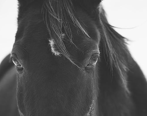 Amazon Com Close Up Black Horse Photograph Size 8x10 Handmade