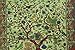 Handicrunch Tree Of Life floral Tapestry Queen Hippy Coverlet Home Décor