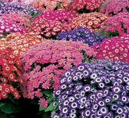 P.B.C Cineria Mixed Flower Seeds (50 Seeds Pack)