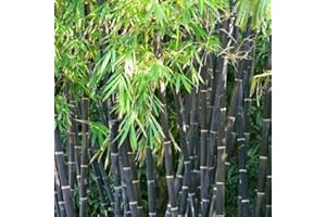 WIVOLIBE 500+ Bamboo Seeds for Planting - Exotic Bamboo Seeds Fast Growing Giant Bamboo, Privacy Screen