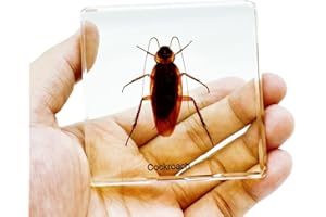BETENSH High Definition Amber, (Starfish, Scorpion, Cockroach, Butterfly, Fish, Dragonfly) Insect Resin Specimen， Resin Amber for Children's Science Education, Collection (Cockroaches)