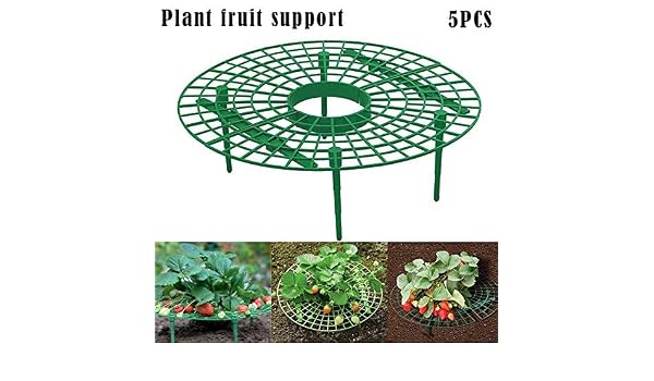 Dovlen 5Pcs Fresa Planta Cultivo Soportes Keep Fresas Apagado ...
