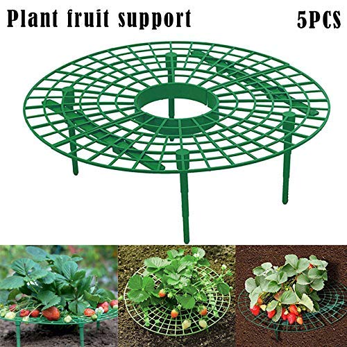 Dovlen 5Pcs Fresa Planta Cultivo Soportes Keep Fresas Apagado ...