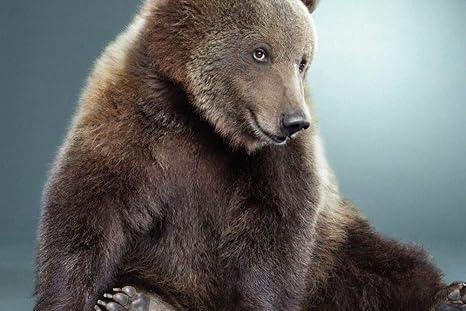 Amazon Co Jp 甘いクマの壁紙 動物の壁紙 キャンバス ステッカー 印刷 壁紙ポスター はがせるシール式 写真 特大 絵画 壁飾り60cmx40cm ホーム キッチン