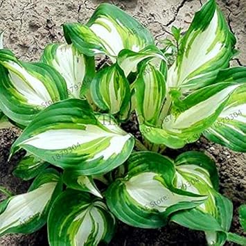 Agrobits 200pcs Sac Hosta Bonsaãs Vivaces Plantain Rare