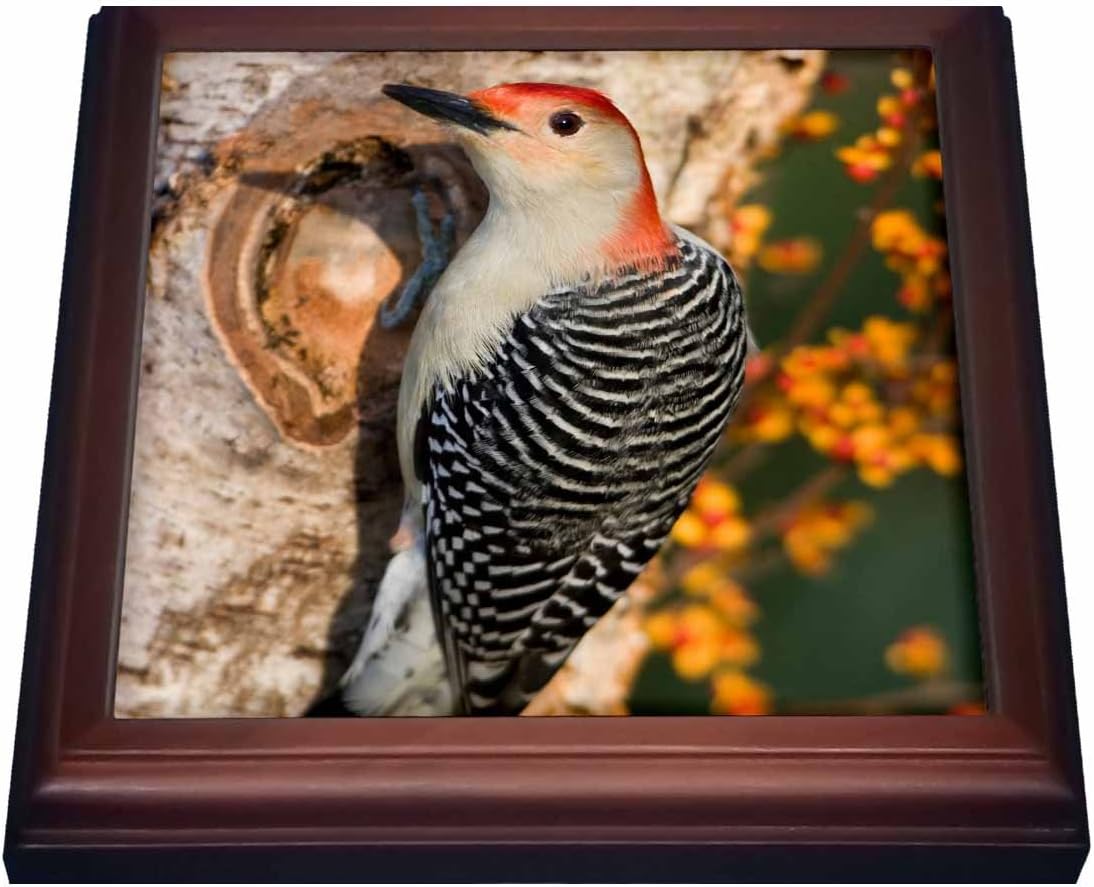 Amazon Com 3drose Red Bellied Woodpecker On Birch Tree Marion Co Il Trivet With Ceramic Tile 8 By 8 Brown Kitchen Dining