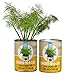 Back to the Roots Garden in a Can Grow Organic Dill, 2 Count