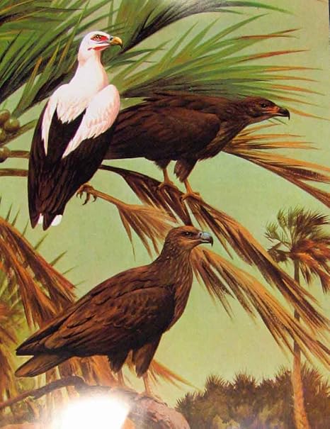 Amazon イーグルスのタカ及び隼のエジプトハゲワシ色の版 アートフレーム ポスター オンライン通販