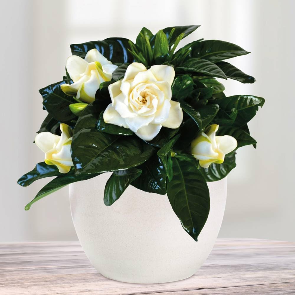 Gardenie Mit Keramiktopf 5 Sets Amazon De Garten