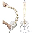 DRZHEAM Flexible Spine Model, 34.6" Life Size Spinal Cord Model Flexible Anatomical Spine with Vertebrae, Nerves, Arteries, Lumbar Column and Male Pelvis for Science Study or Patient Education