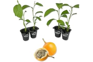 WEKIVA FOLIAGE Giant Granadilla Passion Fruit Plant - 4 Live Starter Plants - Edible Fruit Bearing Vine for The Patio and Garden