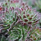 Miniature Fairy Garden Sempervivum, Boromir, Hens and Chicks