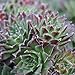 Miniature Fairy Garden Sempervivum, Boromir, Hens and Chicks