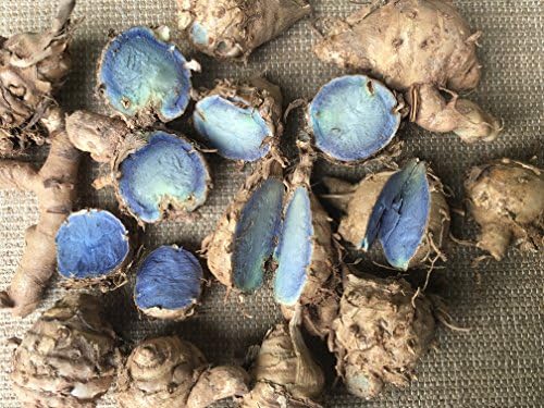 5 MOTHER RHIZOMS of Curcuma Caesia / Black Turmeric / Kali Haldi ( BIG MOTHER Rhizomes/ bulbs ( assorted sizes)seeds bulbs.(FRESH HARVESTED MOTHER BULBS/RHIZOMS AS SHOWN IN THE IMAGE WILL BE SHIPPED)