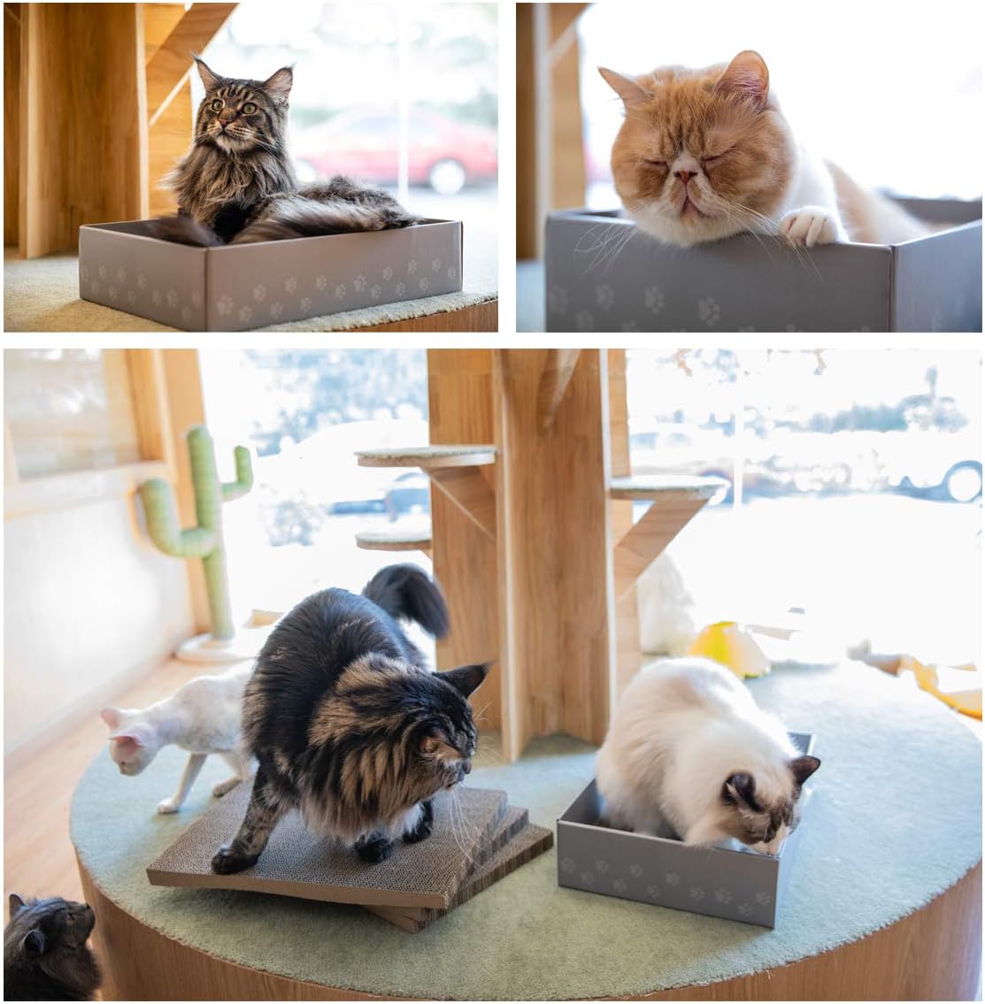 WellQ 12" XL Wide Cat Scratcher Cardboard 4PCS Reversible Cardboard Cat Scratching Pads with Cat Scratcher Box… : Pet Supplies