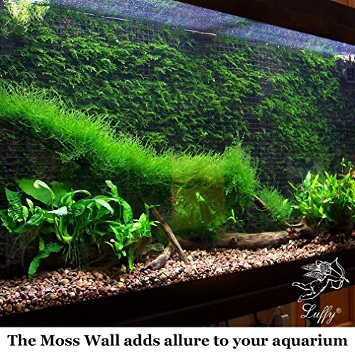 Wild Christmas Moss in Loose Form - Easy to Grow Live Plant for Aquarium - Lush, Green Moss for Decor - Create Moss Wall or Moss Carpet - Soft, Comforting for Fish - Food Source for Fry & Shrimps - Thumbnail 2